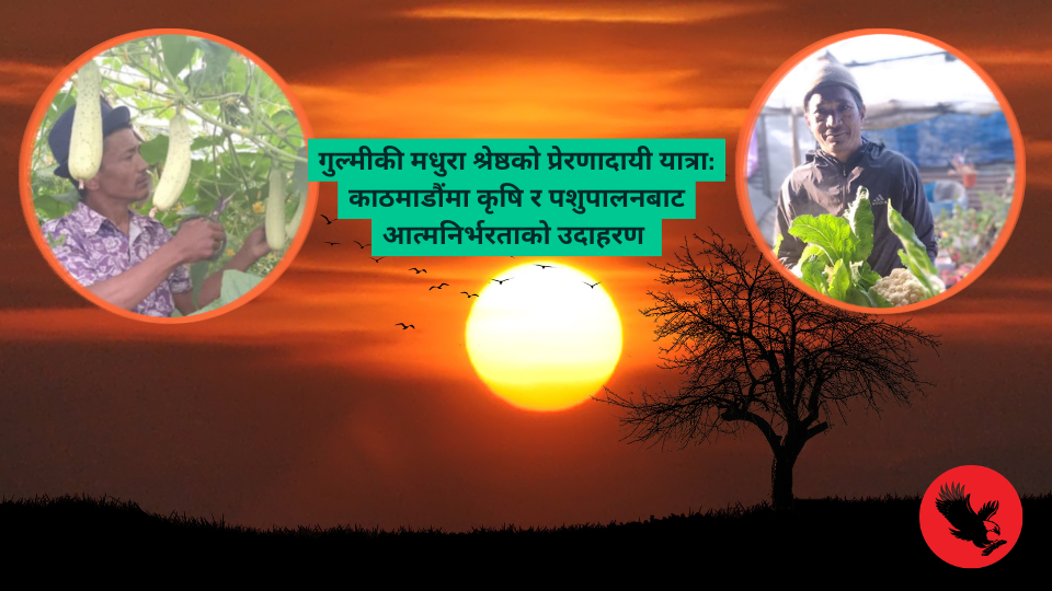गुल्मीकी मधुरा श्रेष्ठको प्रेरणादायी यात्रा: काठमाडौंमा कृषि र पशुपालनबाट आत्मनिर्भरताको उदाहरण